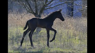 Colt Maharaj by Morricone-Rocky Lee *2022