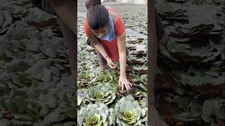 किसान का मेहनत और दर्द 😱Water chestnut 🌰 (सिंघाड़ा) Farming #shorts #youtubeshorts