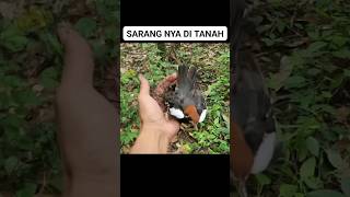 Wow ternyata burung ini sarangnya di tanah bosku