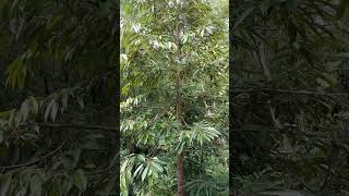 Perkembangan Pohon Durian Montong 3bulan Pruning‼️#shorts #shortvideo #durian #petanimuda #viral