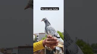 pigeon hand training😍 #shorts #viral #kabutar #nafeespigeon