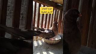 #شباب ازرق قطيفة من الإنتاج#pigeon