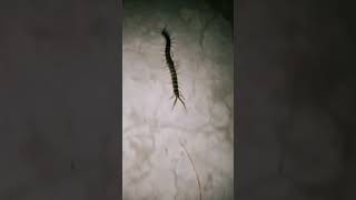 You commented this insect name of . #viralvideo