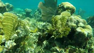 Flying coral forest, Jamaica, 2019.