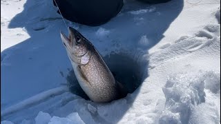 Beautiful lake trout ice fishing Maine 🐟