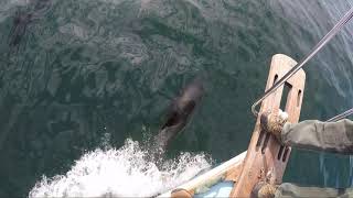 White Sided Dolphins Bow-Riding