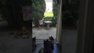 my cats waiting for chipmunk. wait for it 😆 so cute