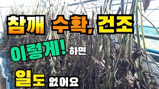 참깨 수확 건조 이렇게 하세요 참깨말리는방법 참깨수확 참깨수확시기 참깨말리기, sesame seed,  sesame,  Dry sesame seeds