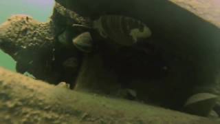 Scuba Diving Wraysbury 28 03 17