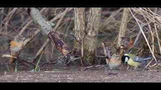 Bergfinken und andere bei der Nahrungsaufnahme östlich von Bad Düben