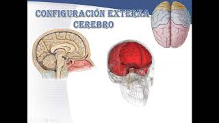 CONFIGURACION EXTERNA DEL CEREBRO GRUPO K2 PARTE 1