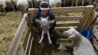 Lambing Season Grinds Forward