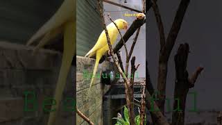 funny Birds #nature #shortsyoutube #shortsvideo #shorts #shortsvideo #birdsounds #birdslover