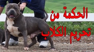 خطورة تربية الكلاب🐕 🦺 في المنزل🚫@kaheel777