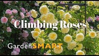 GardenSMART Tips, Climbing Roses