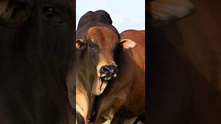 qurbani cow emotional video Eid Mubarak #qurbani #cow