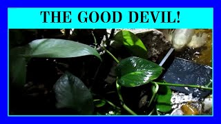 Episode 93 - The Devil You Want To Know! (Devil's Ivy is a Great Aquarium Plant for nitrate cycle.)