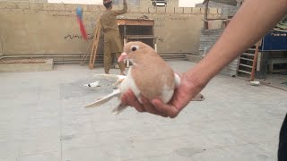 Zarad khaal kabootar pakra || catch someone Pigeon