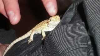 Cute Baby Red Bearded Dragon