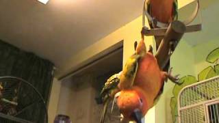 hanging sun conure parrot