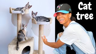 Let’s build a cat tree together for the kittens indoor catio