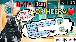 kabootar ka aisa nahane ka tarika kbhi nhi dekha hoga ❤️❤️ll Bath 🚿 day of heera ❤️🤩