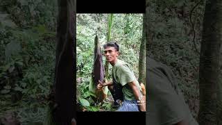 berpetualang ke hutan kami menemukan bunga AMORPHOPHALLUS TITANUM  belum mekar