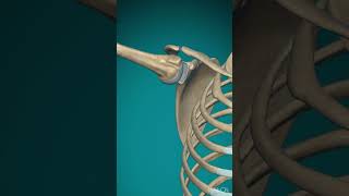 Movement at the shoulder joint // Abduction #anatomy #humanbiology #joint #learnbiology