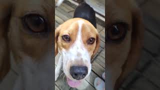 Olha o Tamanho da Fuça Billy Beagle cachorro bagunceiro #cachorro #beagle #cao #pets #nariz #fuca