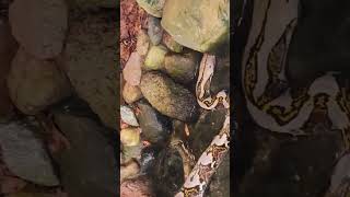 big python, #animals #python #snakevideo