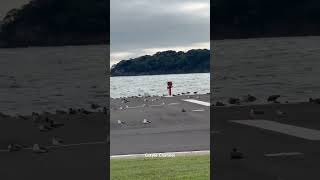 Lots of Birds By The Shore