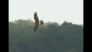 juvenile Wiesenweihe im Flug (Circus pygargus) Montagu's Harrier