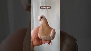 #pigeon #bird #viralvideos #shortsviral #nafeespigeon #shorts