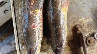 Snake head fish cutting in.dawdi fish market by Ms Mahesh fish Shop #trending #fish #fishing