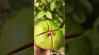 seasonal fruit harvesting 🍐🥝🍏🍑 #fresh #organic #fruitharvesting @gardening_lover7469