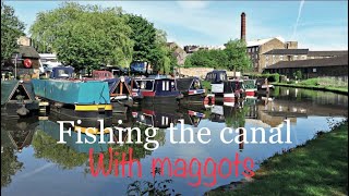 Canal fishing with maggots