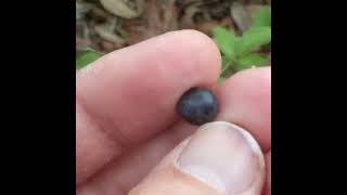 Wild Blueberries On the Florida Trail