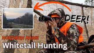 What It Looks Like Deer Hunting In A Low Populated Whitetail Area // Northern Maine Deer Hunting