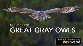 Scouting for Great Gray Owls | How To Find