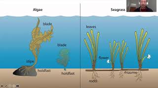 Gardening under the Sea: Bringing Biodiversity back to our Oceans - Richard Lilley, Project Seagrass