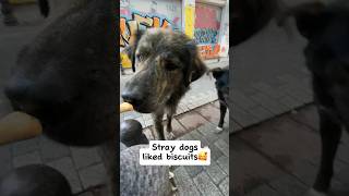 Street dogs with adorable eyes liked the surprise!