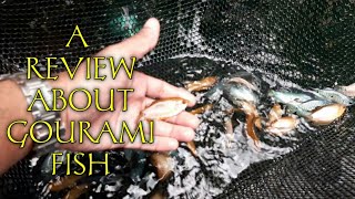 gourami fish review