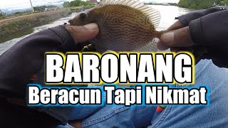 Mancing Ikan Baronang Umpan Moci