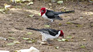 GALO DE CAMPINA, Cardeal do nordeste, cabeça de fita, cabeça de lenço, Paroaria dominicana