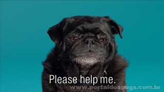 Apoquel - Comercial de TV - Propaganda com Pug