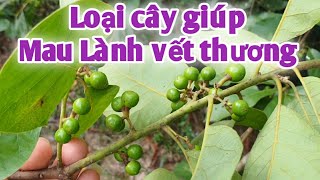 Bài thuốc trị áp xe, giúp mau liền da, trị ợ chua, khó tiêu. PHAN HẢI Vlog.