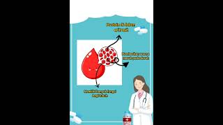 Apa Itu Hemoglobin?