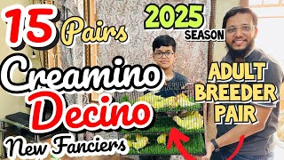 15 pair creamino decino adult breeder pairs for season 2025 for new Fanciers