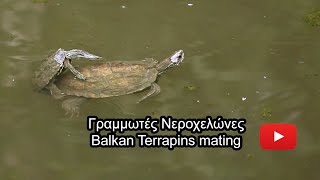 Γραμμωτές Νεροχελώνες ζευγαρώνουν - Balkan Terrapins mating