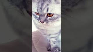 #игры #видео #cat #мяу #хаха #история бедная муха Лили